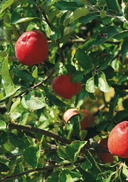 COMMODITIES & AGRICULTURE