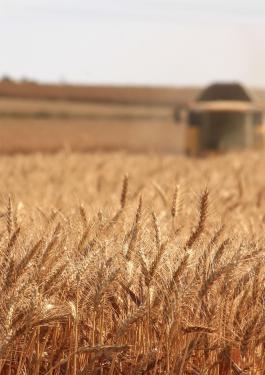 Commodities & agriculture