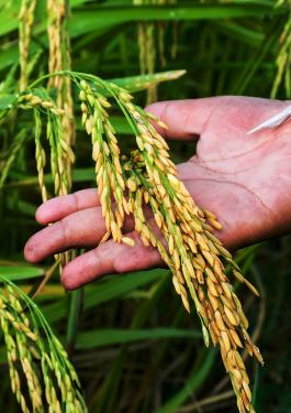 Agriculture production in Africa