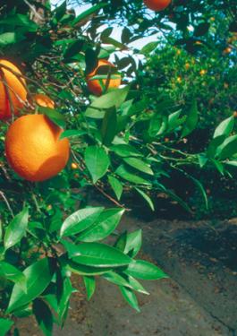 Product traceability platforms