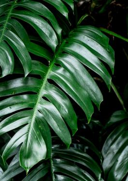 tropical leaves